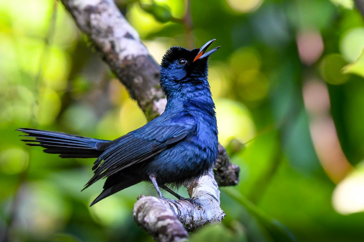 Shining Flycatcher - Terence Alexander