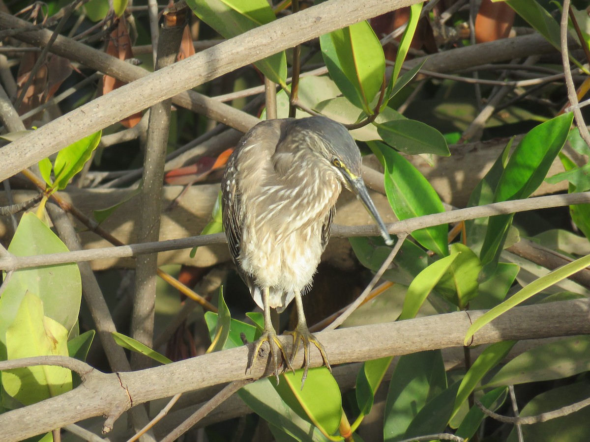 Striated Heron - ML51741061