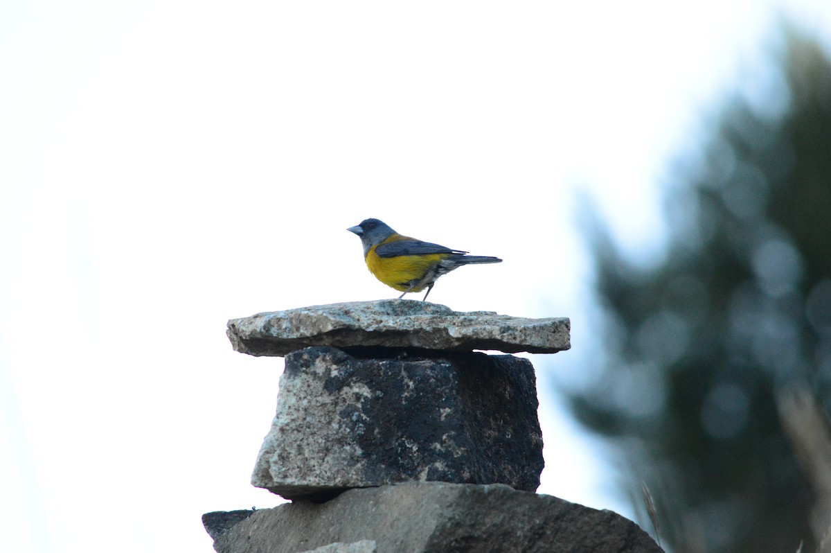 Patagonian Sierra Finch - ML517411021