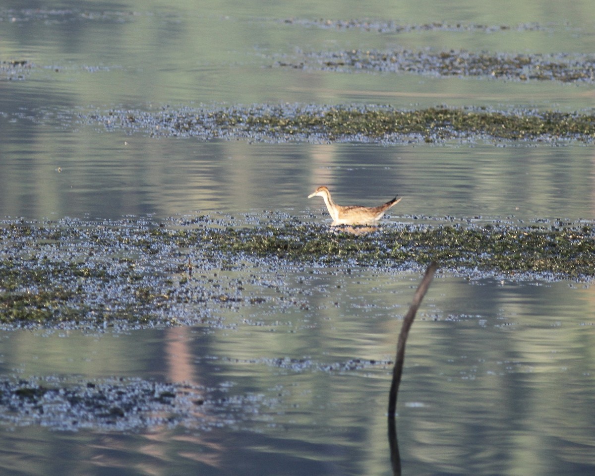 Jacana à longue queue - ML517411731