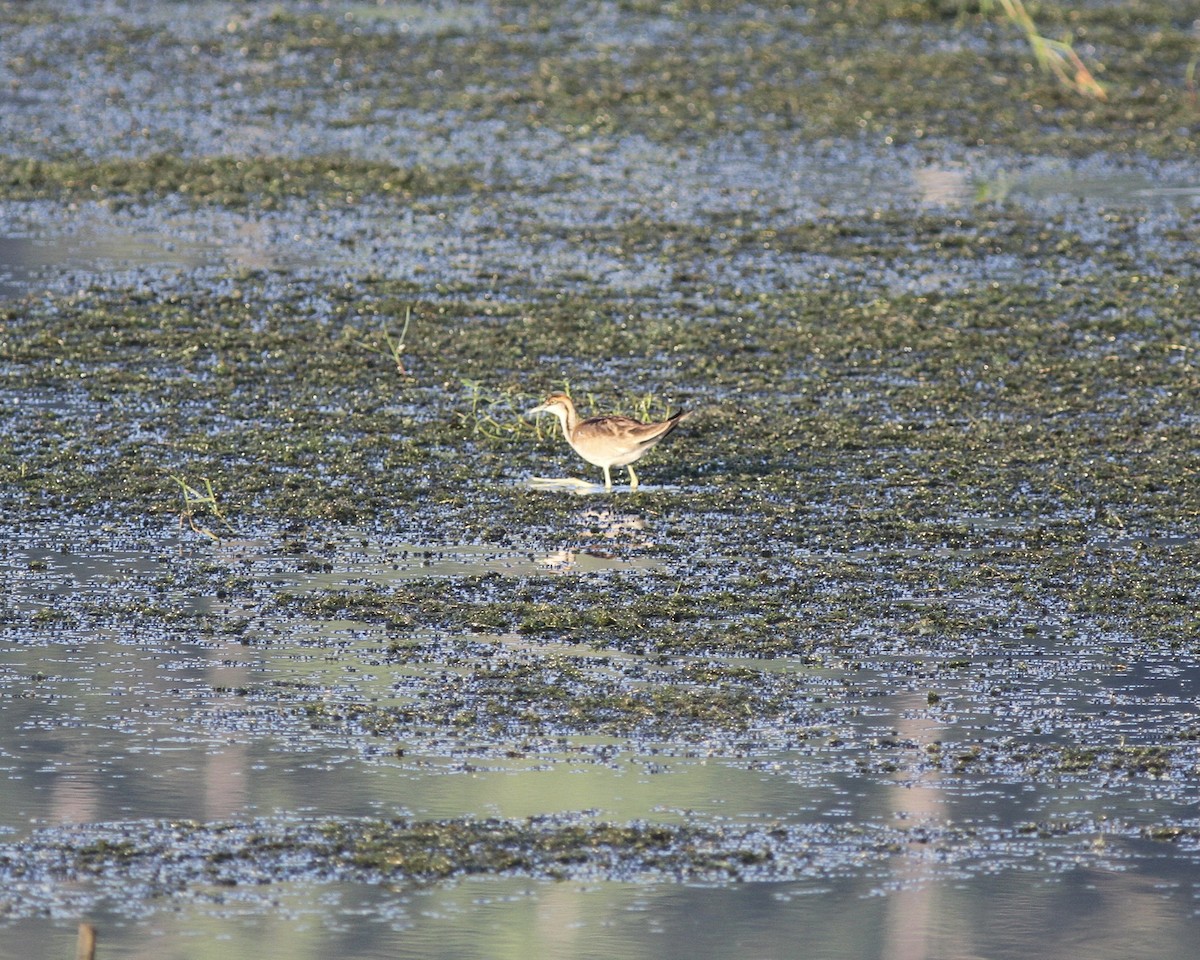 Pheasant-tailed Jacana - ML517411741