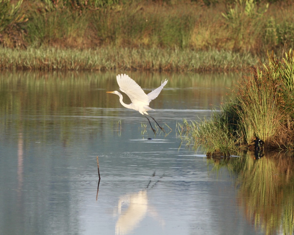 Great Egret - ML517411831