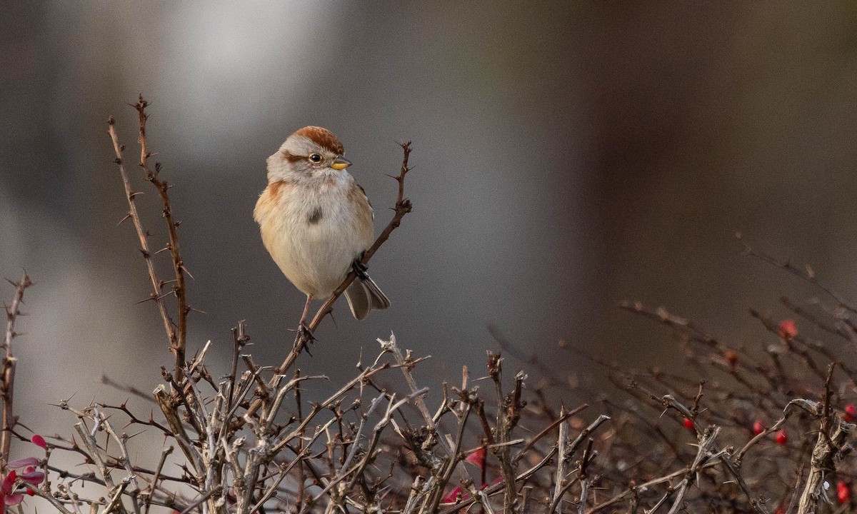 American Tree Sparrow - ML517413131