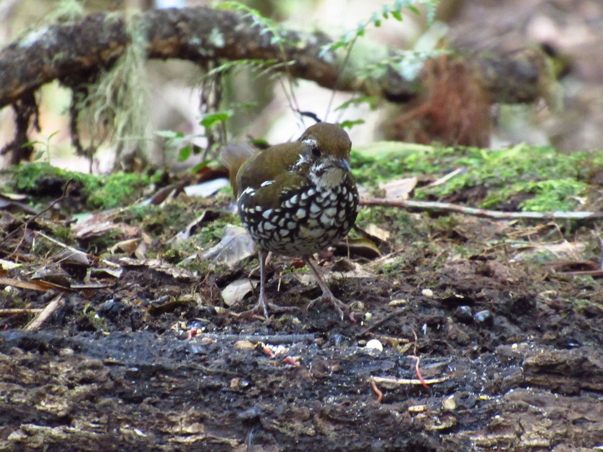 Schwartz's Antthrush - michael  molina cruz