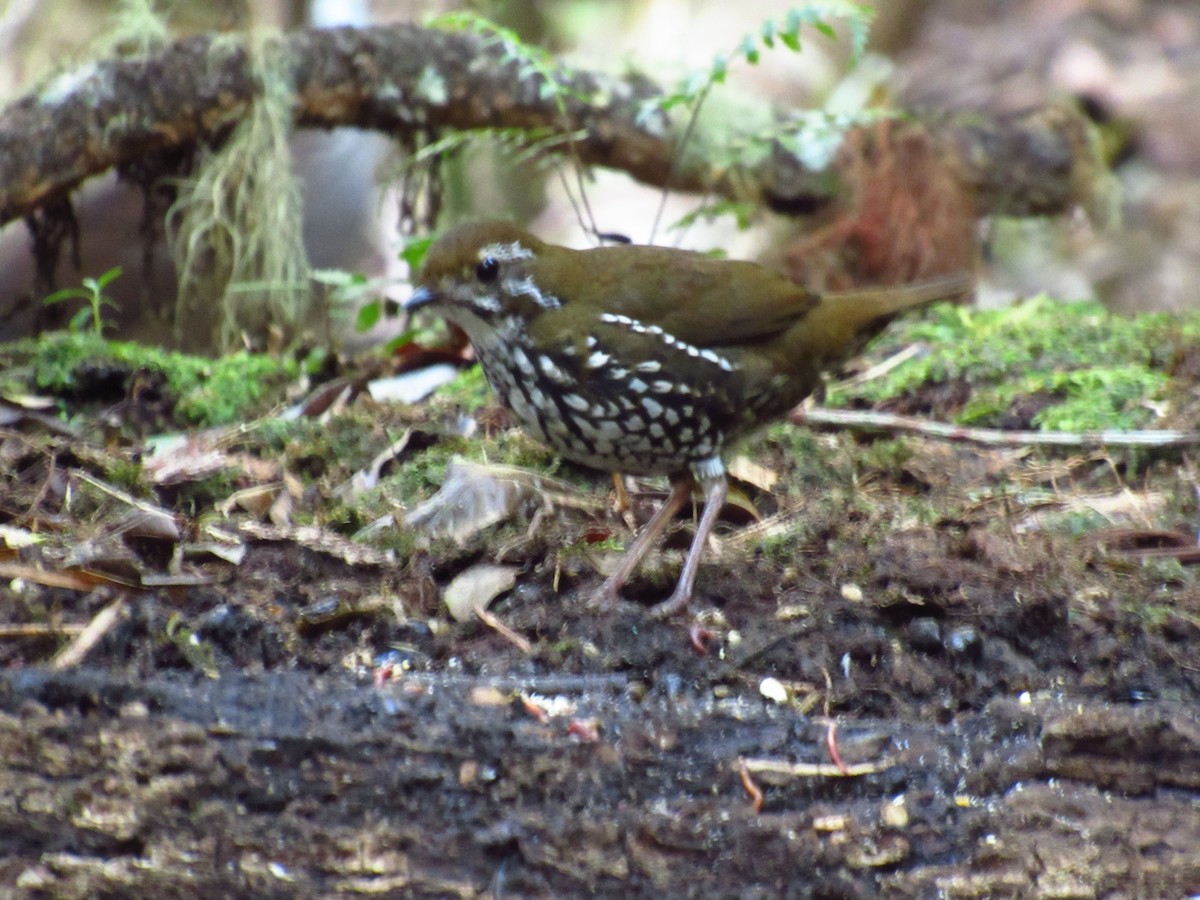 Schwartz's Antthrush - ML517413271