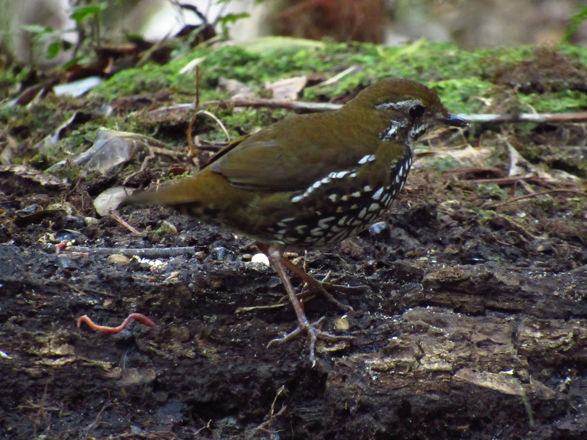 Schwartz's Antthrush - ML517413281