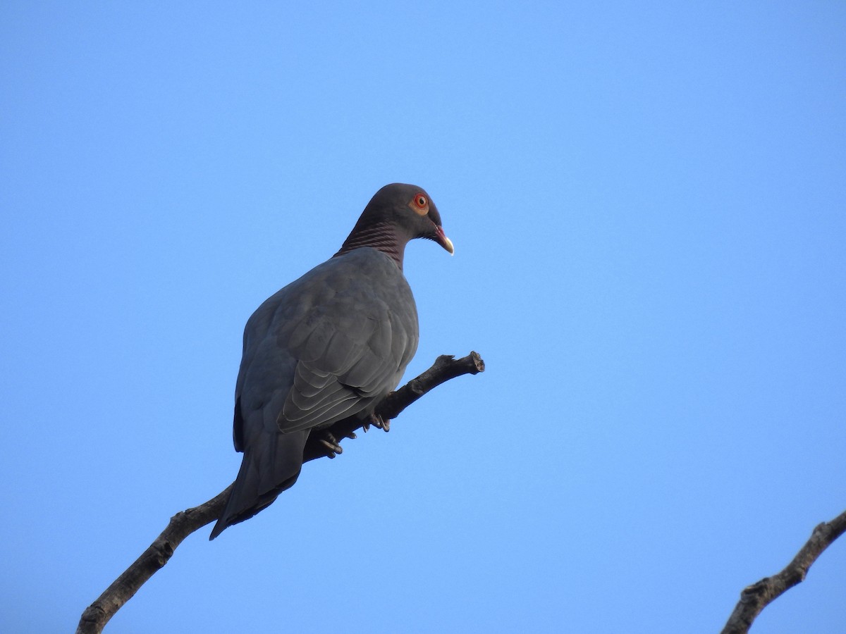 Scaly-naped Pigeon - ML517413521