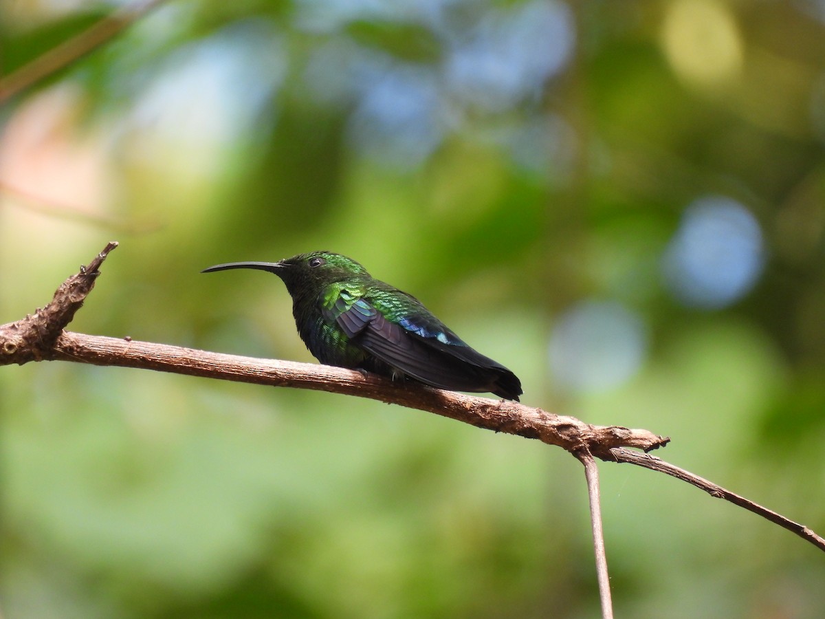 Green-throated Carib - ML517413591