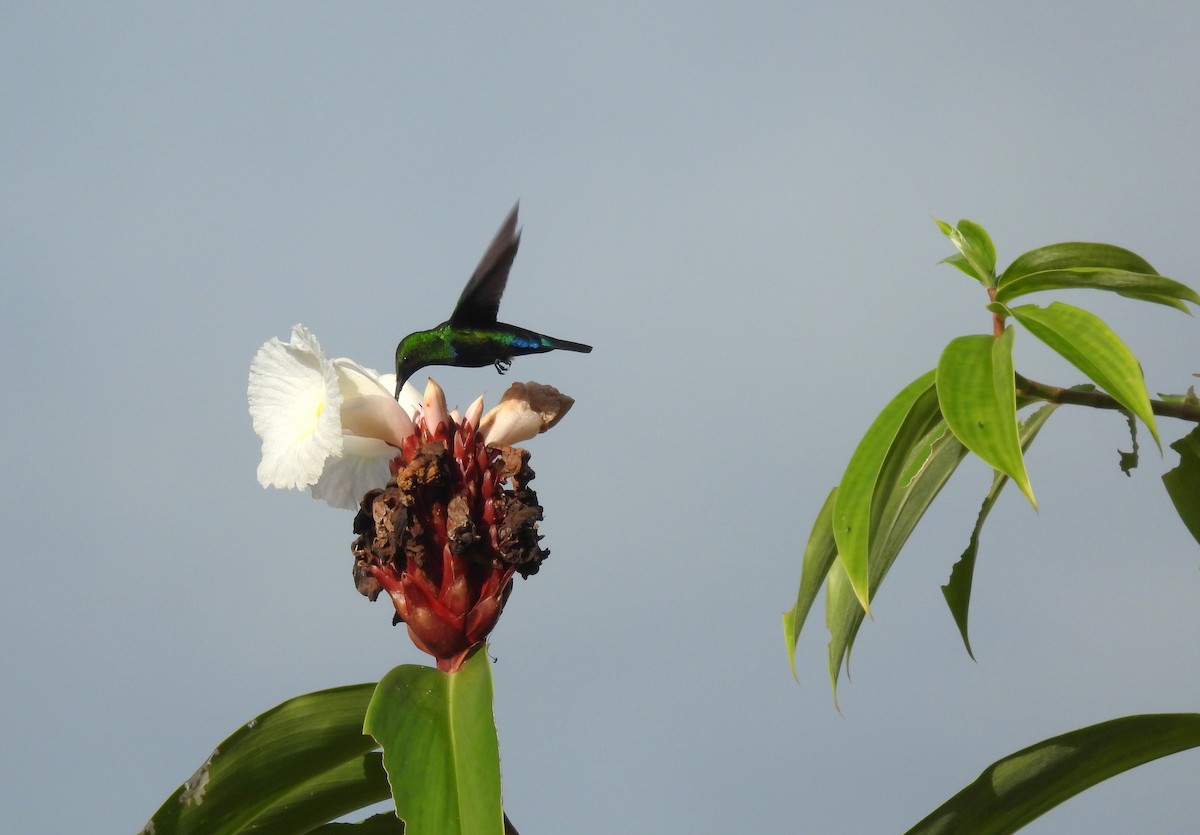 Green-throated Carib - ML517413661