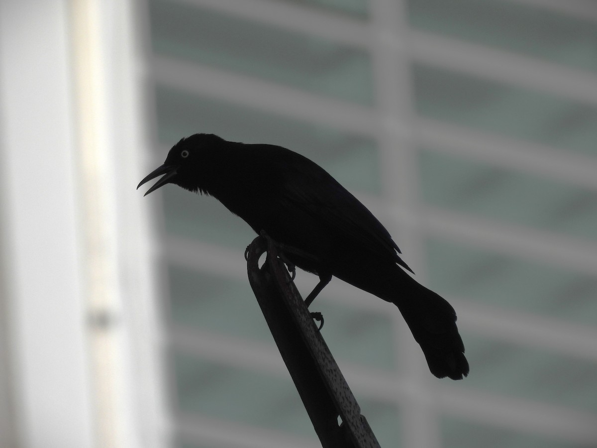 Greater Antillean Grackle - ML517413731