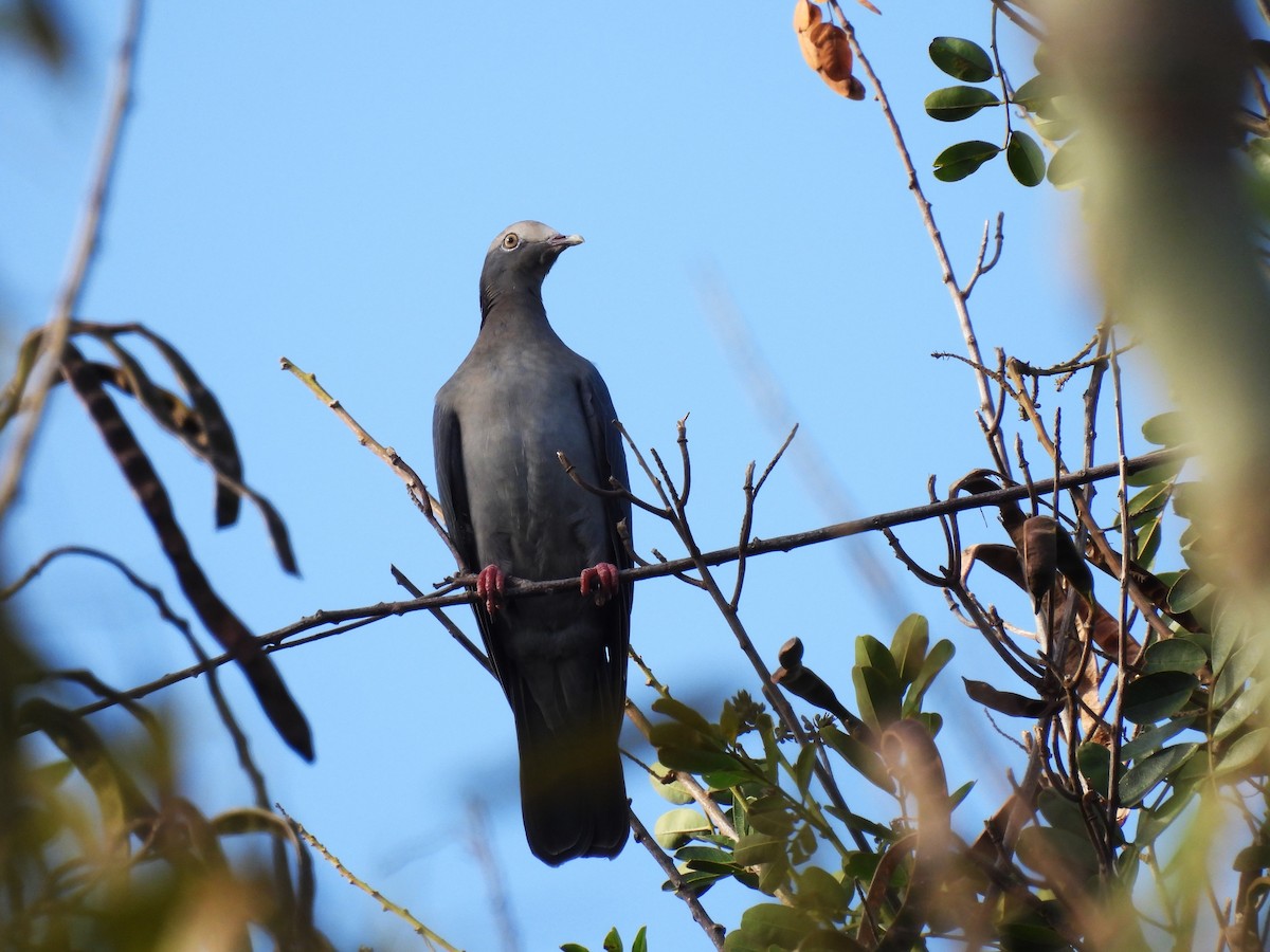 Pigeon à couronne blanche - ML517413881