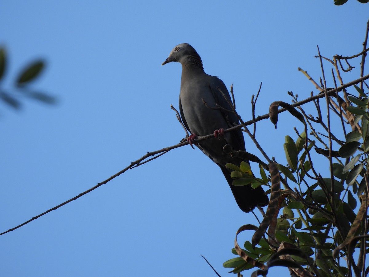 Pigeon à couronne blanche - ML517413901