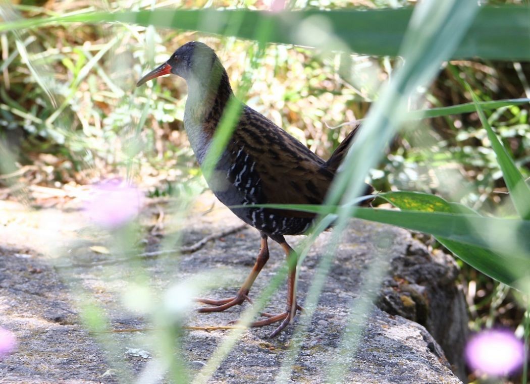 Water Rail - ML51741481