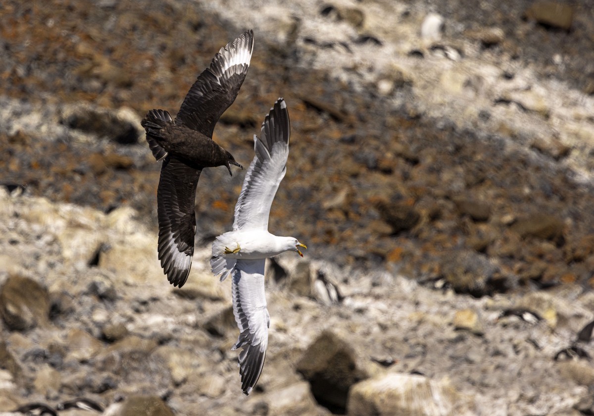 Brown Skua - ML517415541