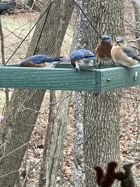 Eastern Bluebird - ML517416121