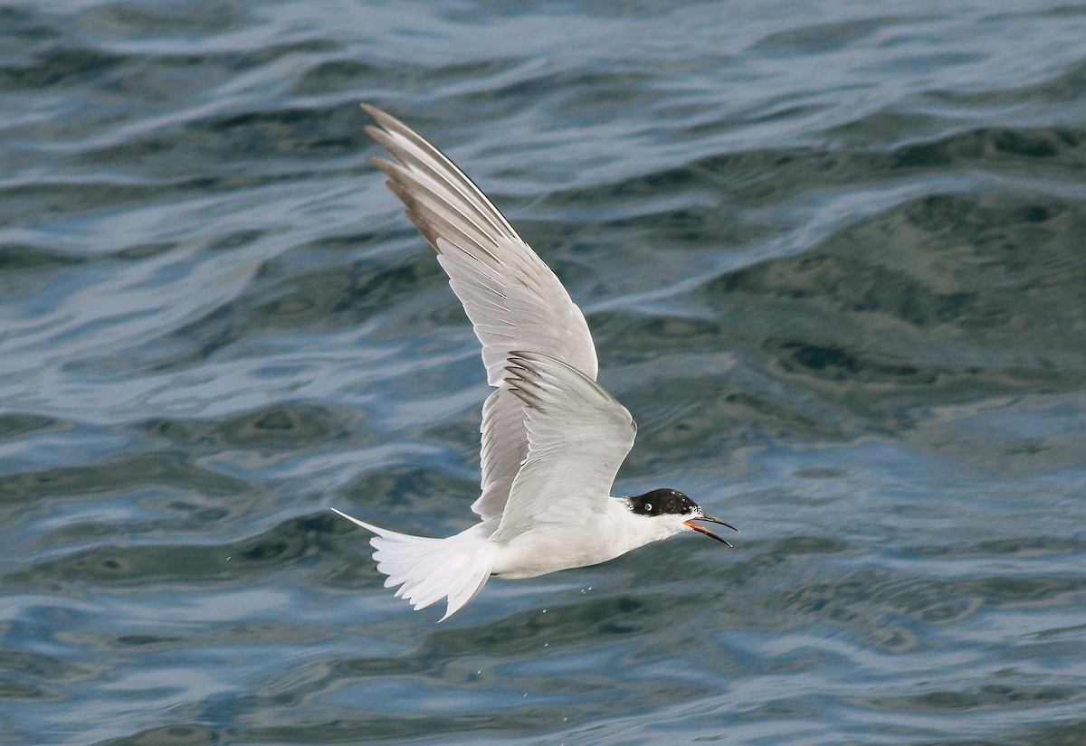 Common Tern - Neoh Hor Kee