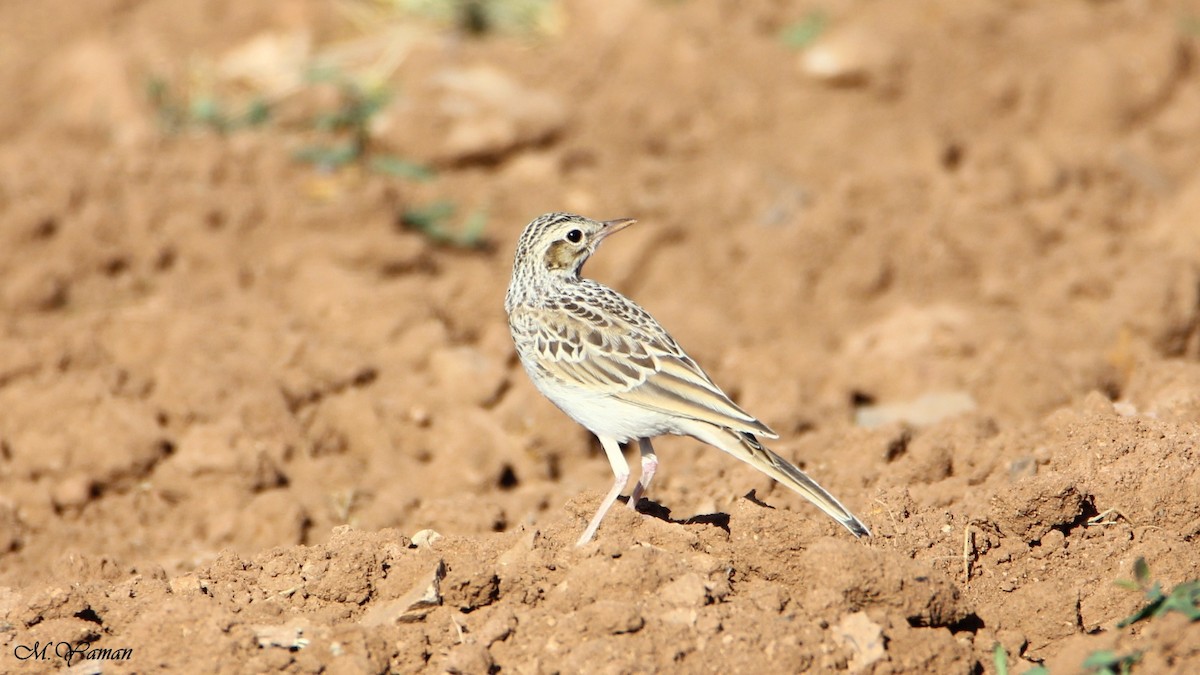 Tawny Pipit - ML51741791