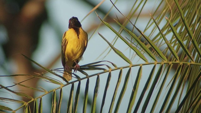 Village Weaver (Layard's) - ML517417971