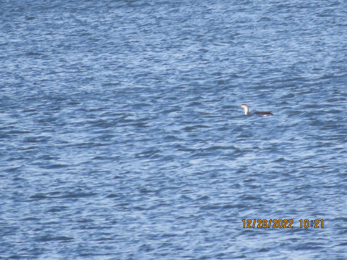 Red-throated Loon - ML517418131