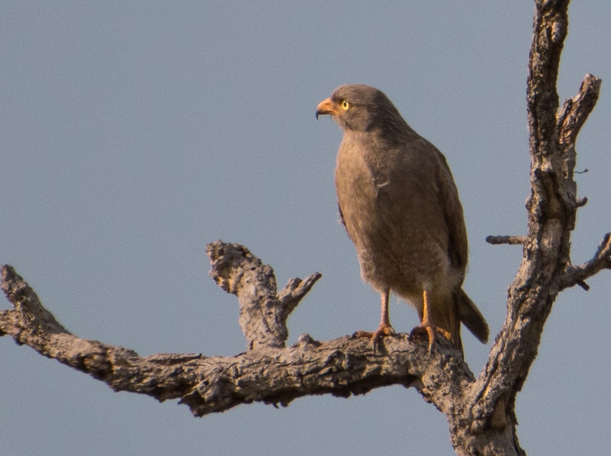 Rufous-winged Buzzard - ML51741841