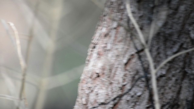 Varied Sittella (White-headed) - ML517419