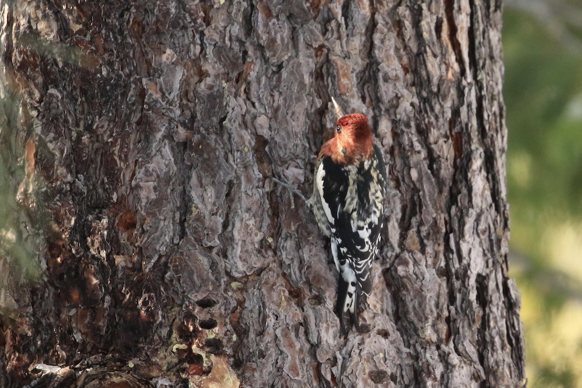 Red-breasted Sapsucker - ML517419291