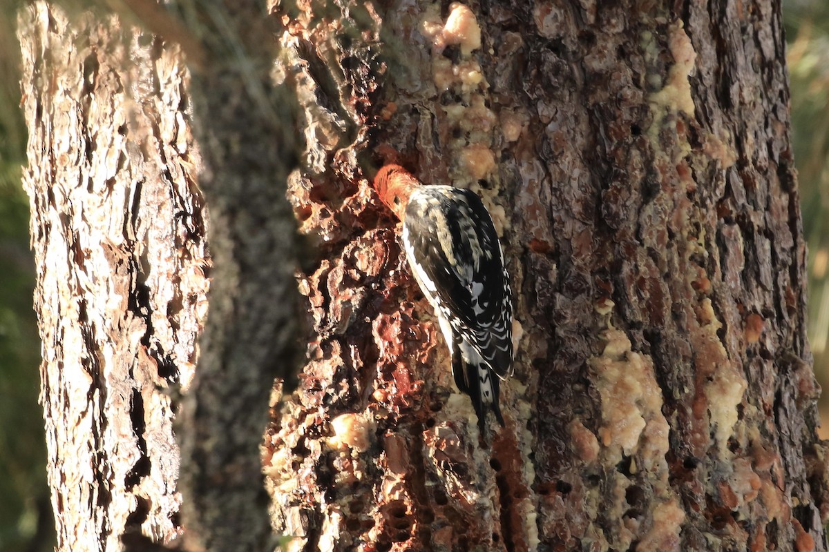 Red-breasted Sapsucker - ML517419301