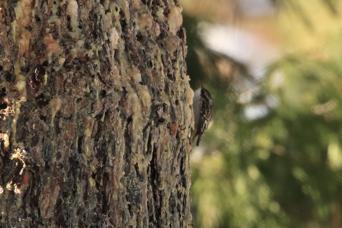 Brown Creeper - ML517419421