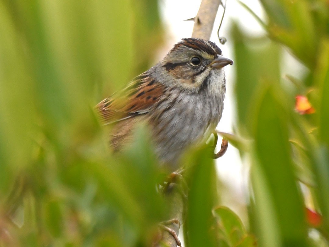 Swamp Sparrow - William Wise