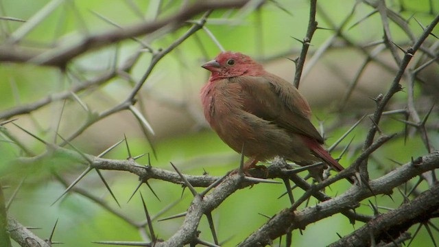 Red-billed Firefinch - ML517419751