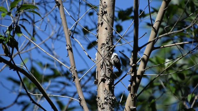 Varied Sittella (White-headed) - ML517420