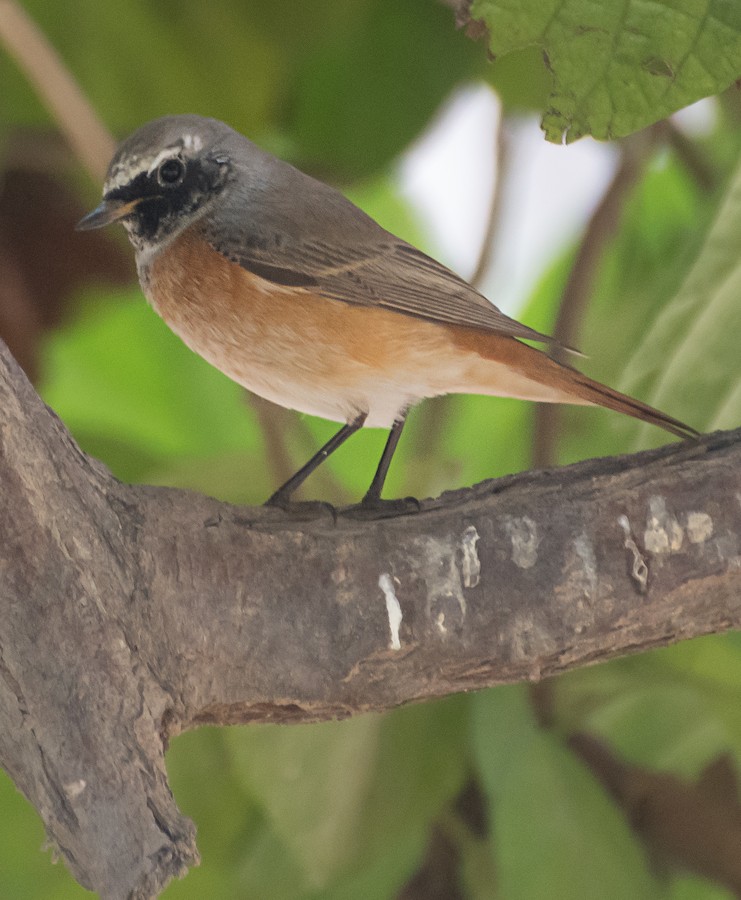Common/Black Redstart - eBird