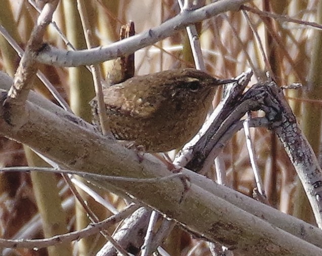 Pacific Wren - ML517420931