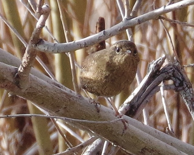 Pacific Wren - ML517420941