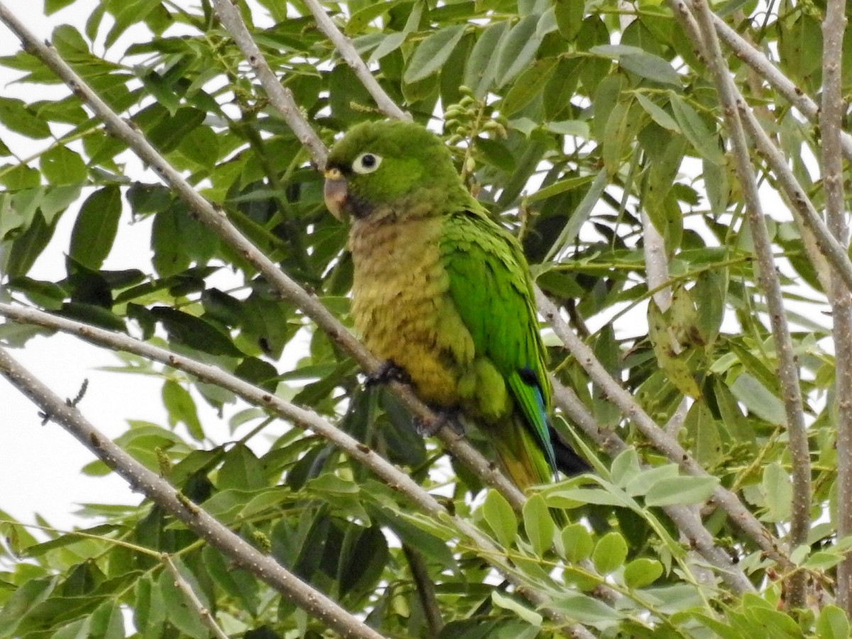 Aratinga Jamaicana - ML517420991