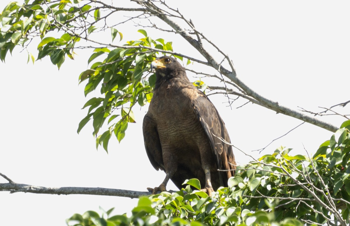 Rufous Crab Hawk - ML517421721