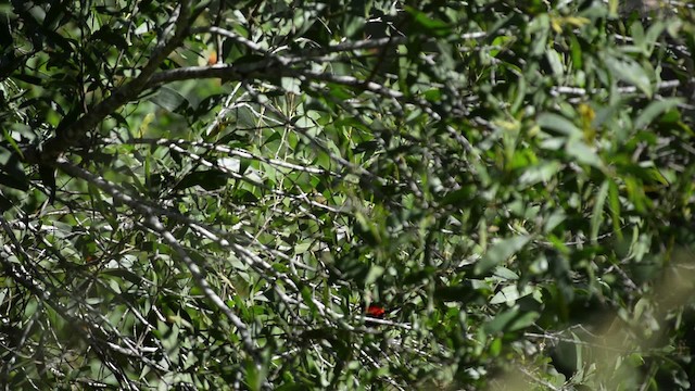 Red-backed Fairywren - ML517422