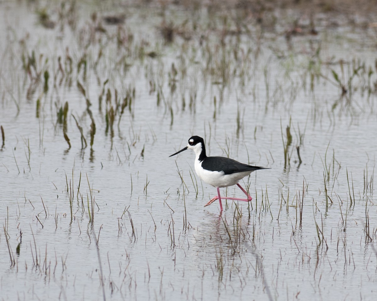 Black-necked Stilt - ML517422521