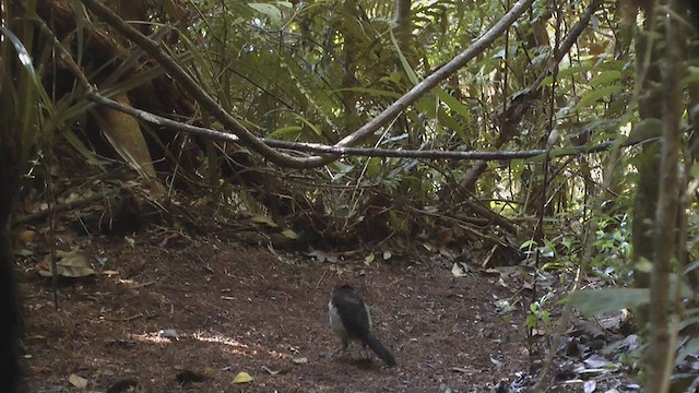 Western Parotia - ML517422581