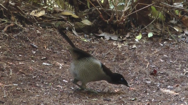 Western Parotia - ML517422621