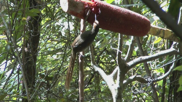 Black Sicklebill - ML517422711