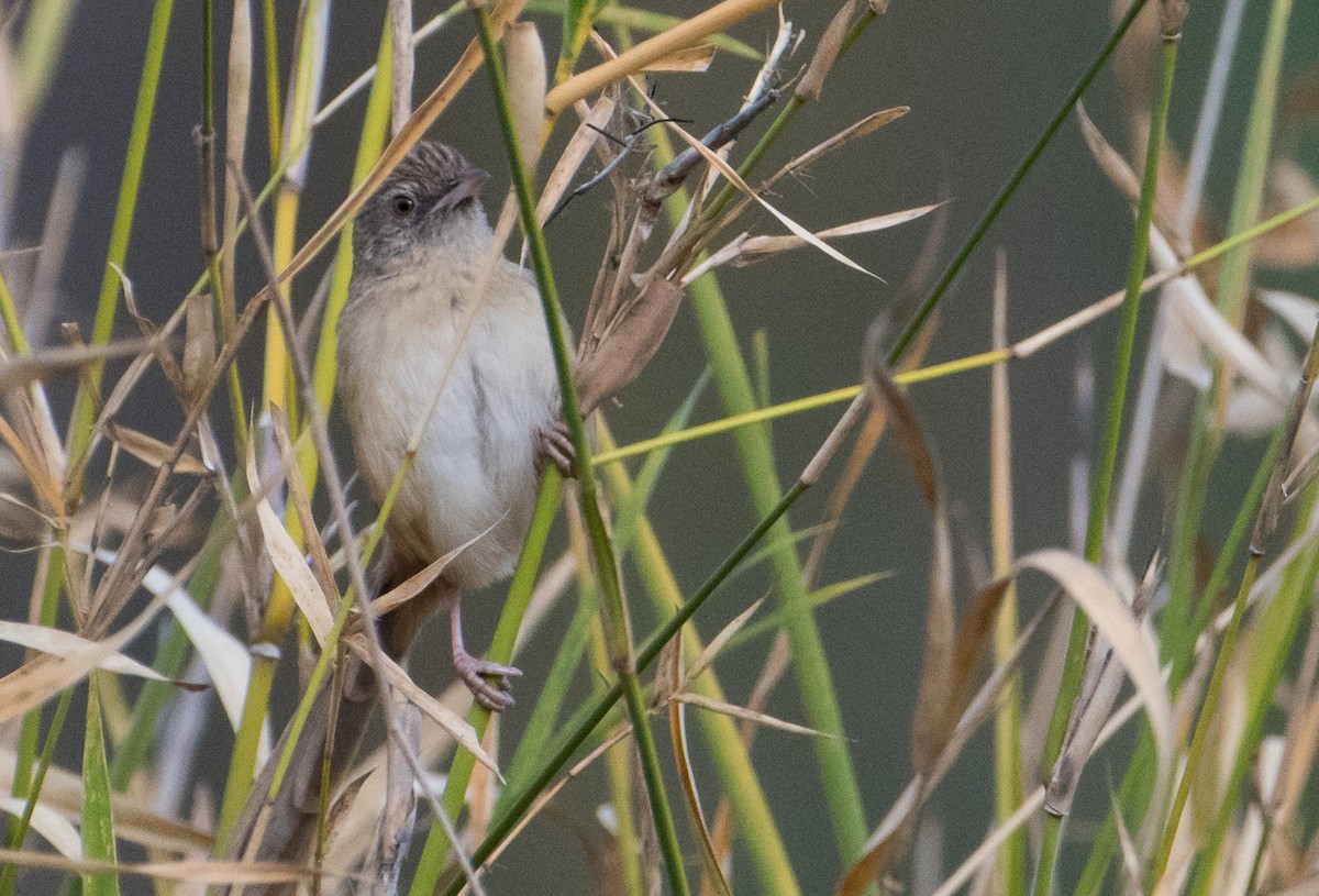 Brown Prinia - ML51742341