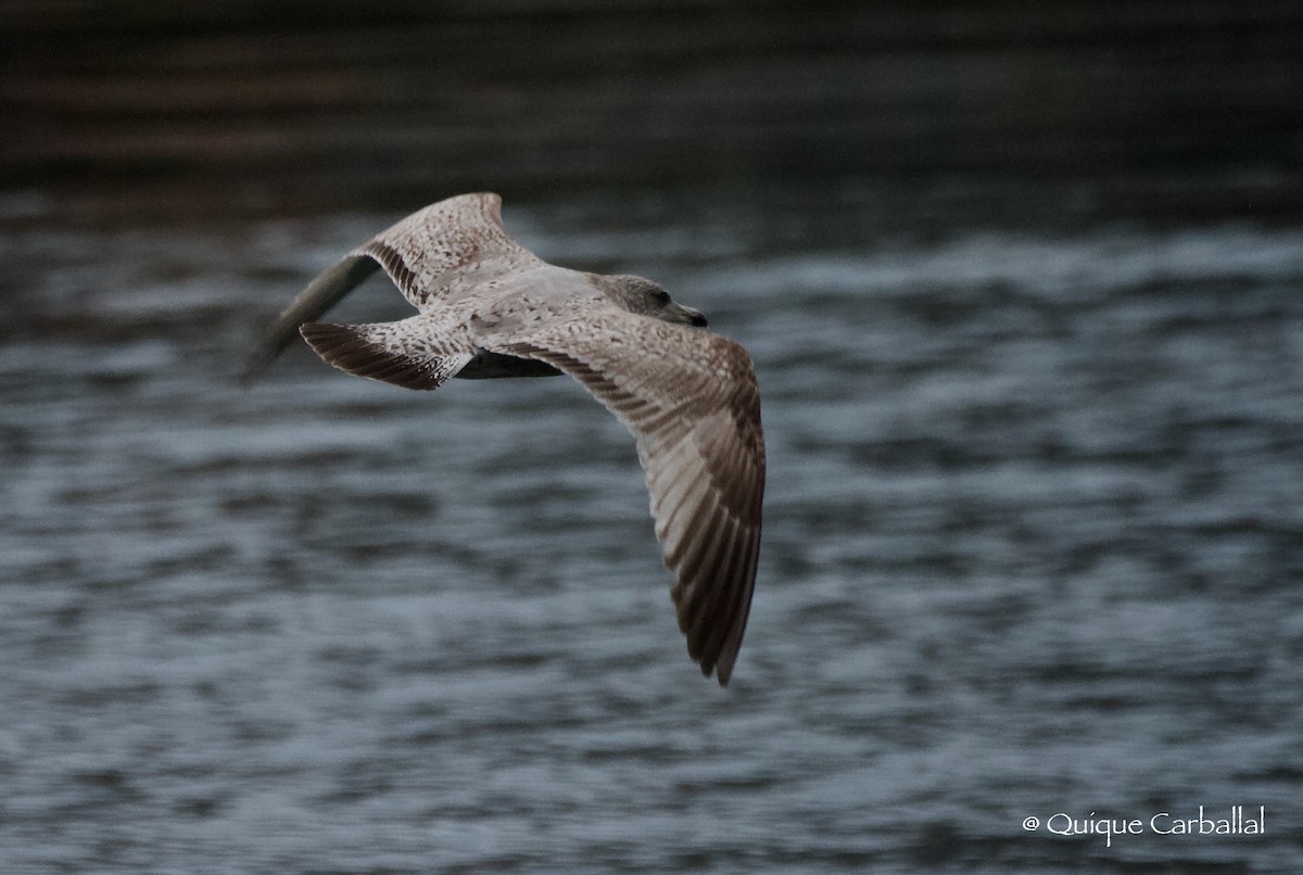 Gaviota Argéntea - ML517423651