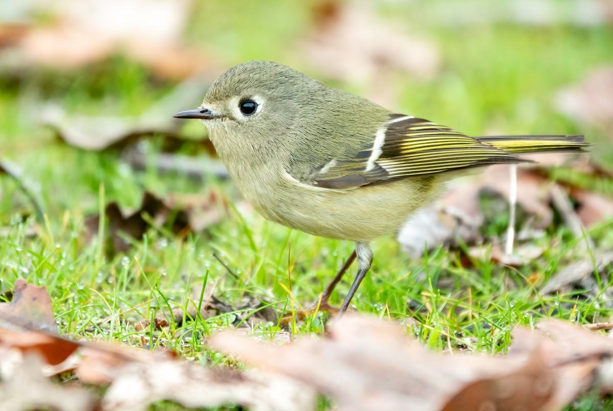 Ruby-crowned Kinglet - ML517423811