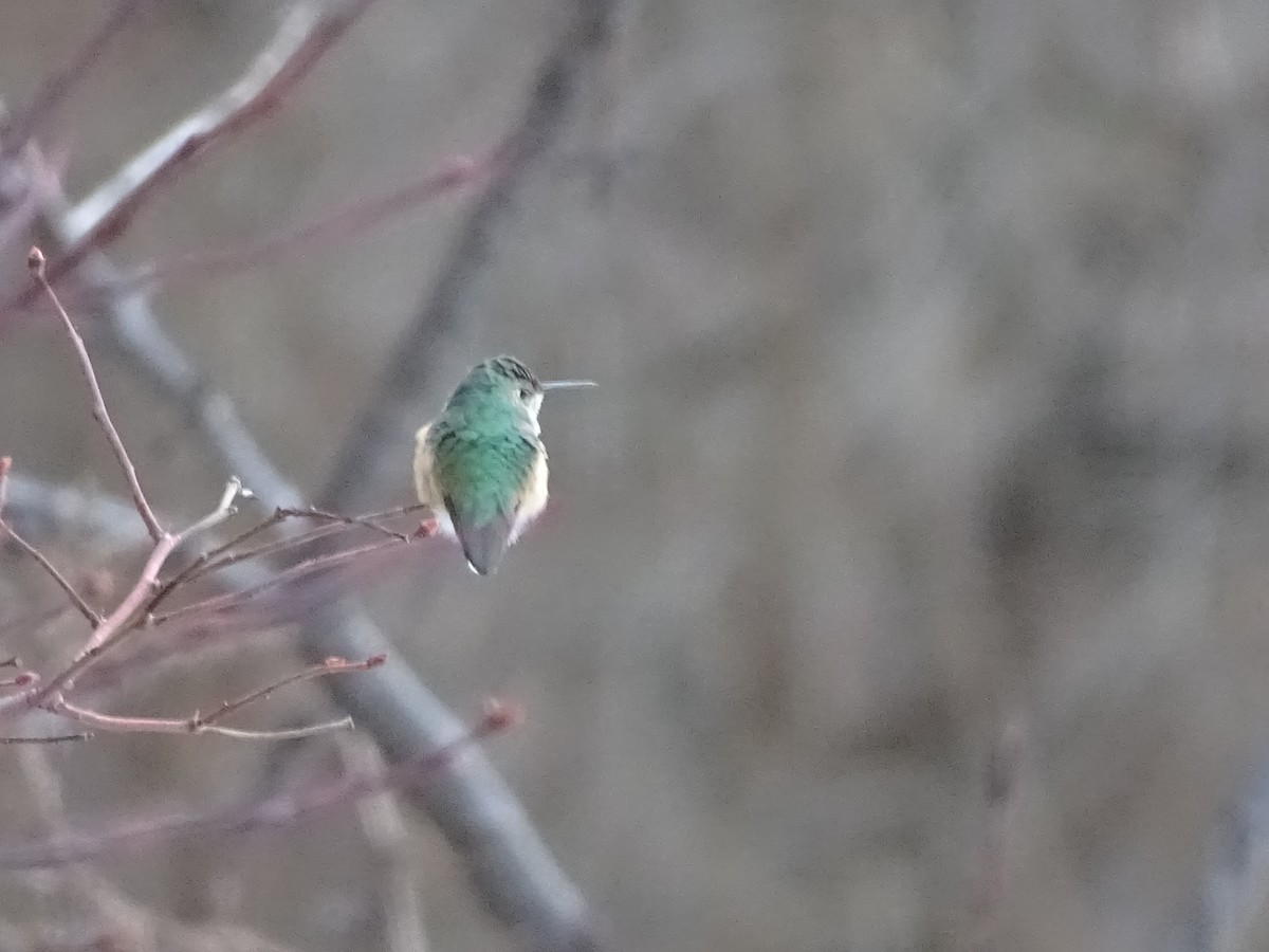 Broad-tailed Hummingbird - ML517424101