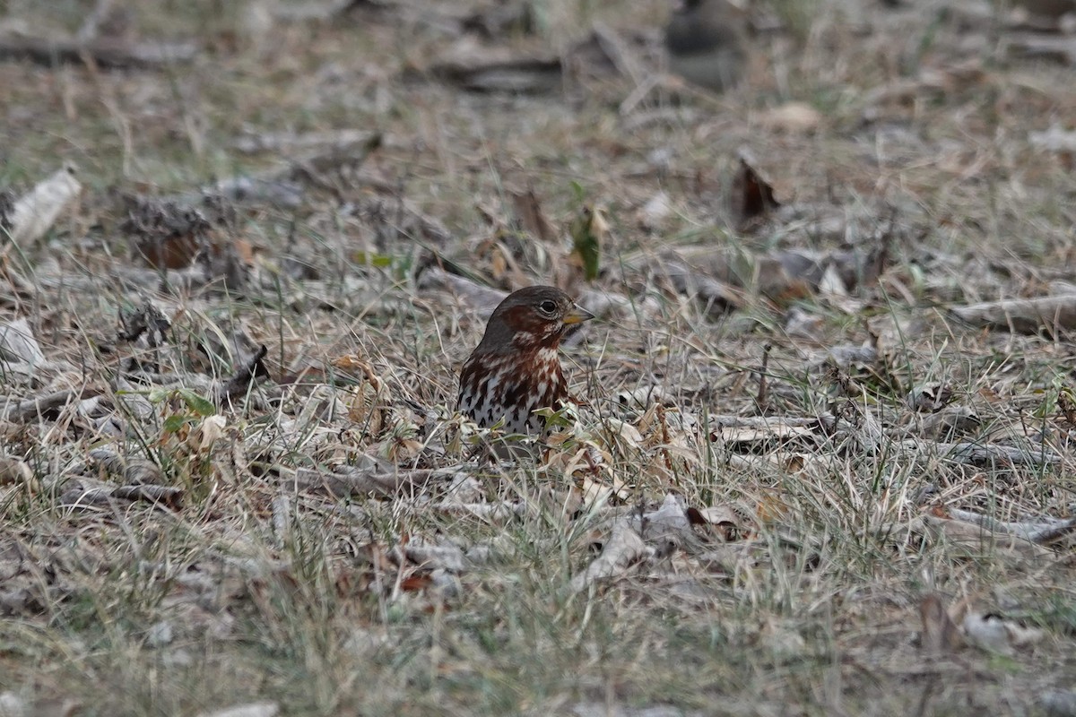 Fox Sparrow - ML517424331