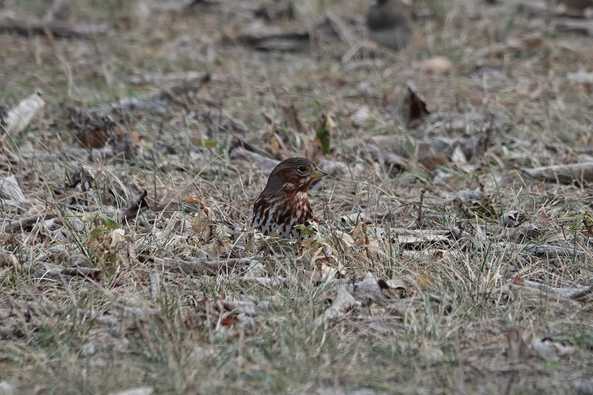 Fox Sparrow - ML517424331