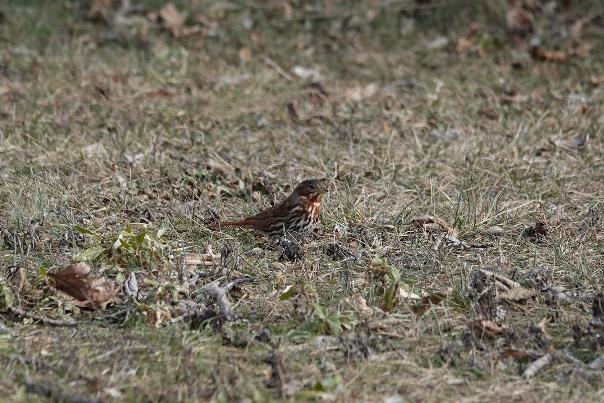 Fox Sparrow - ML517424341