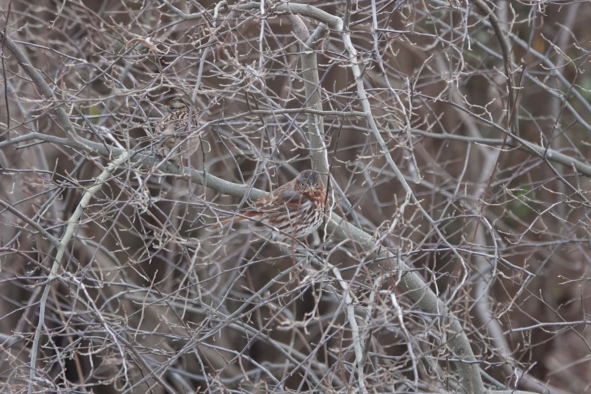 Fox Sparrow - ML517424351