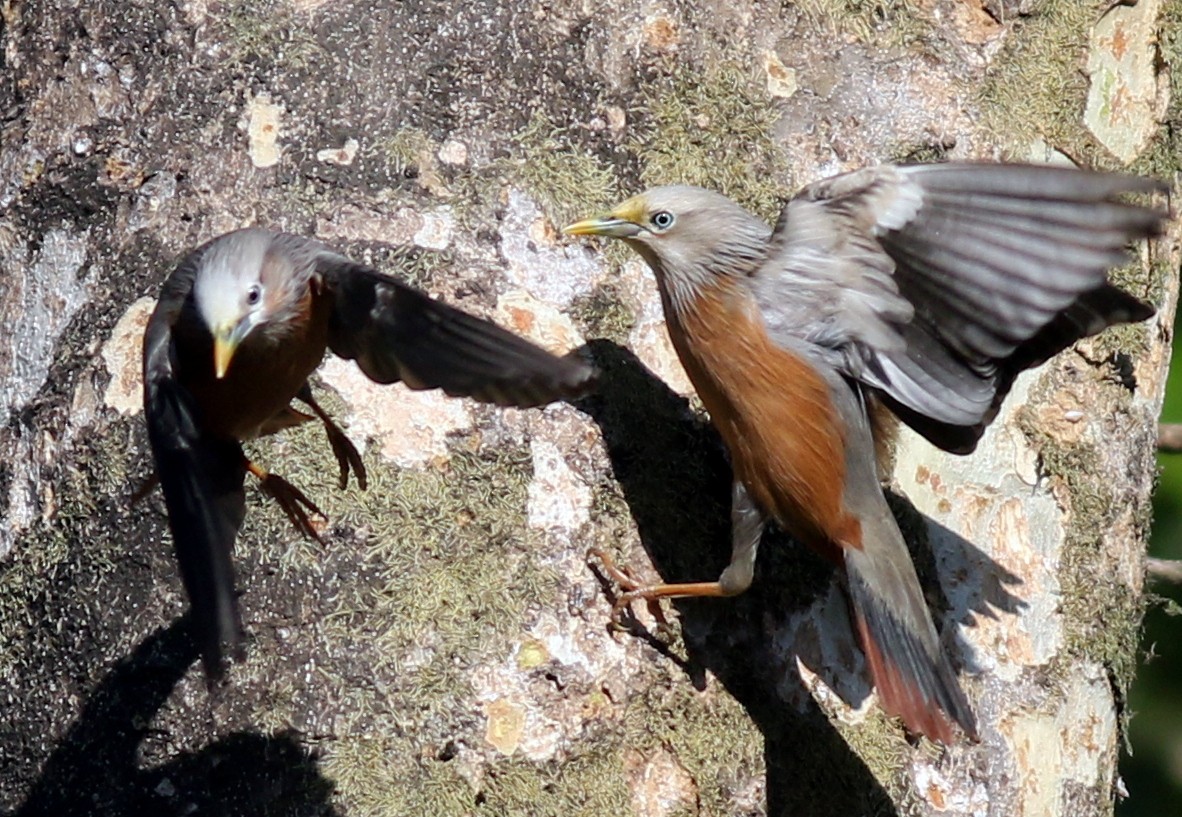 Chestnut-tailed Starling - ML517424951